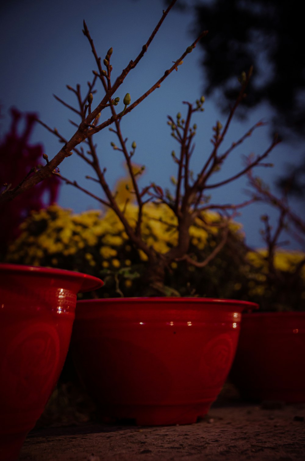 a group of red bowls sitting next to a tree