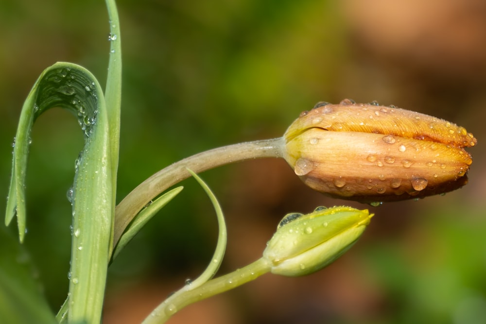 a close up of a flower with water droplets on it