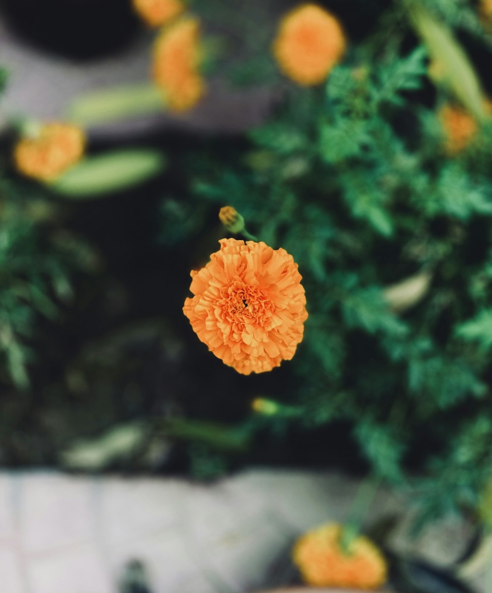 a close up of a small orange flower