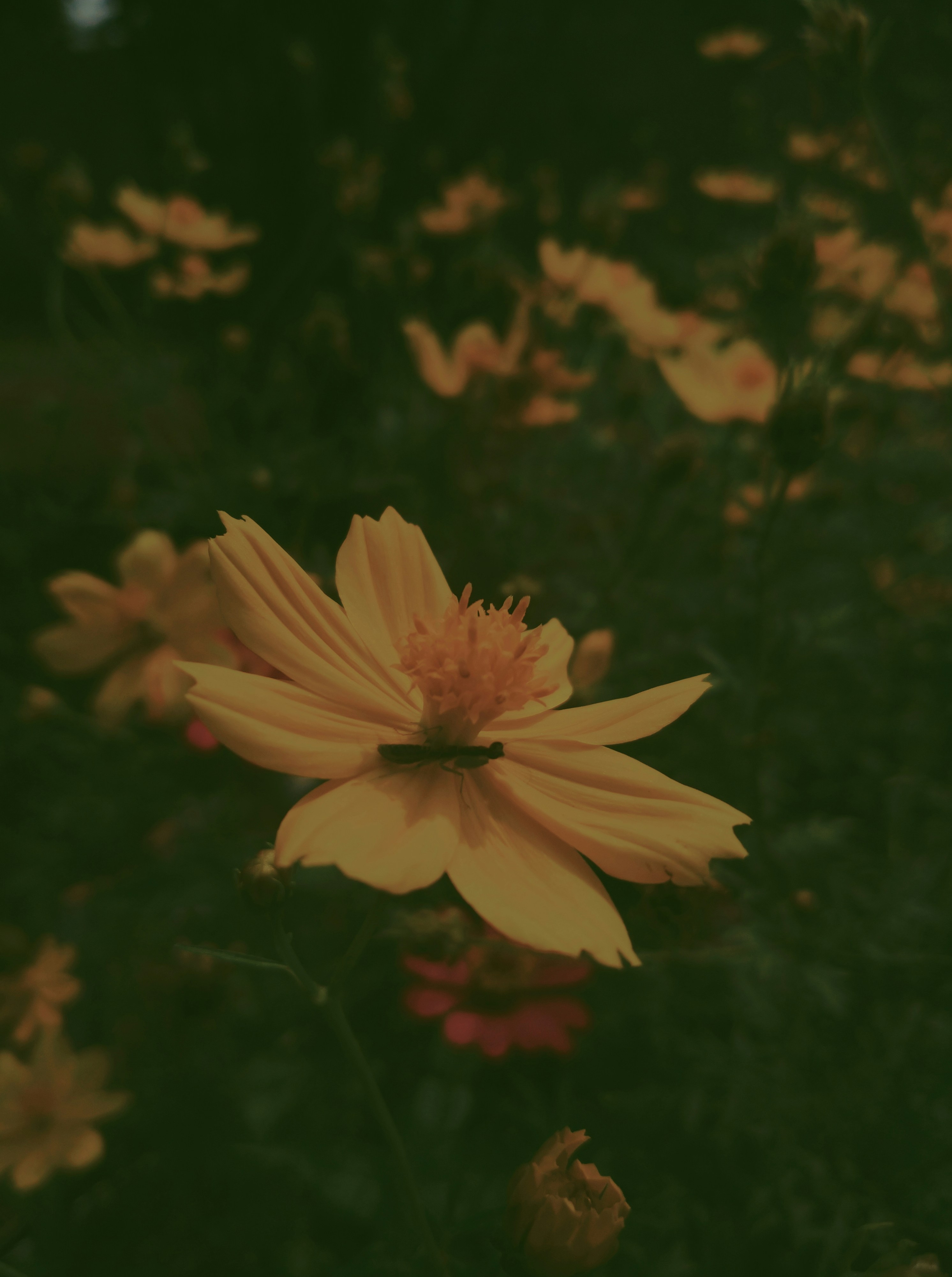 Photo by najwanathallah