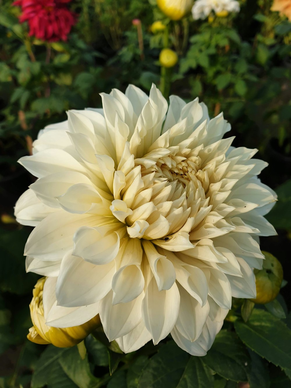 a large white flower surrounded by other flowers