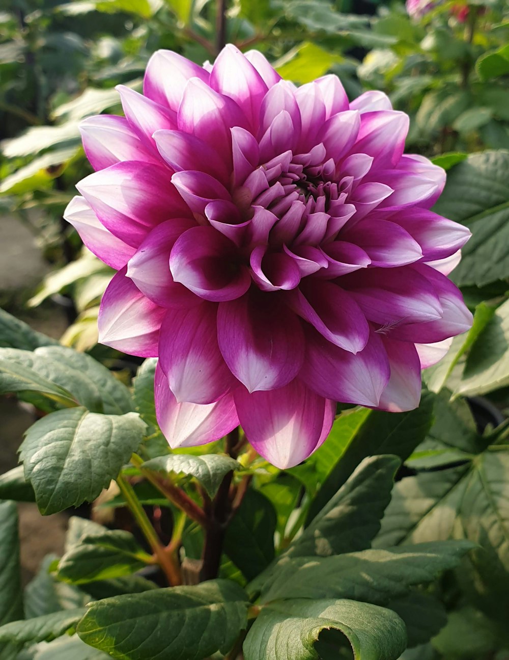 a large purple flower with green leaves around it