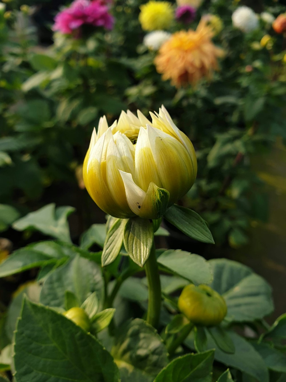 a close up of a flower near many other flowers