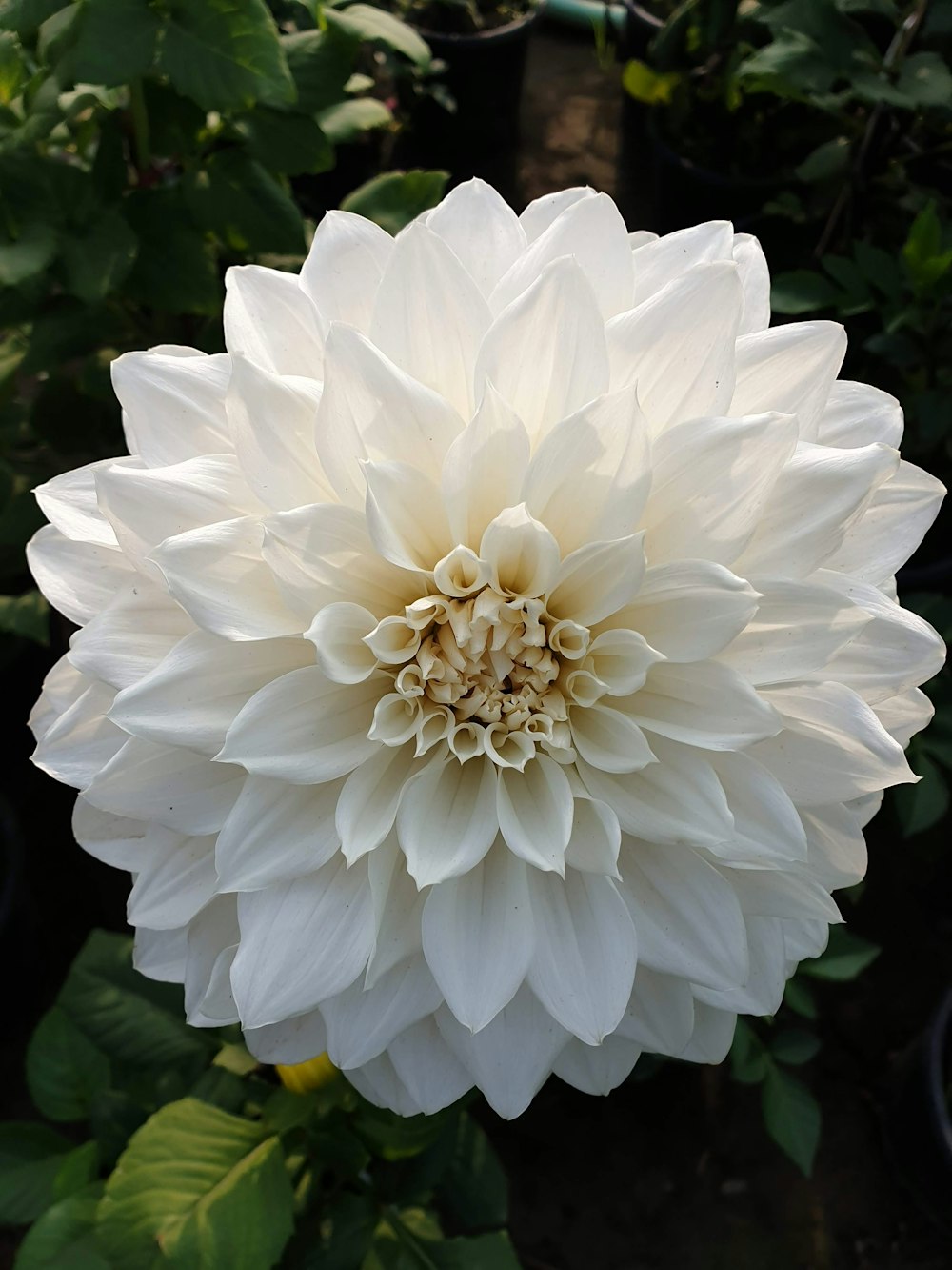 a large white flower with lots of green leaves