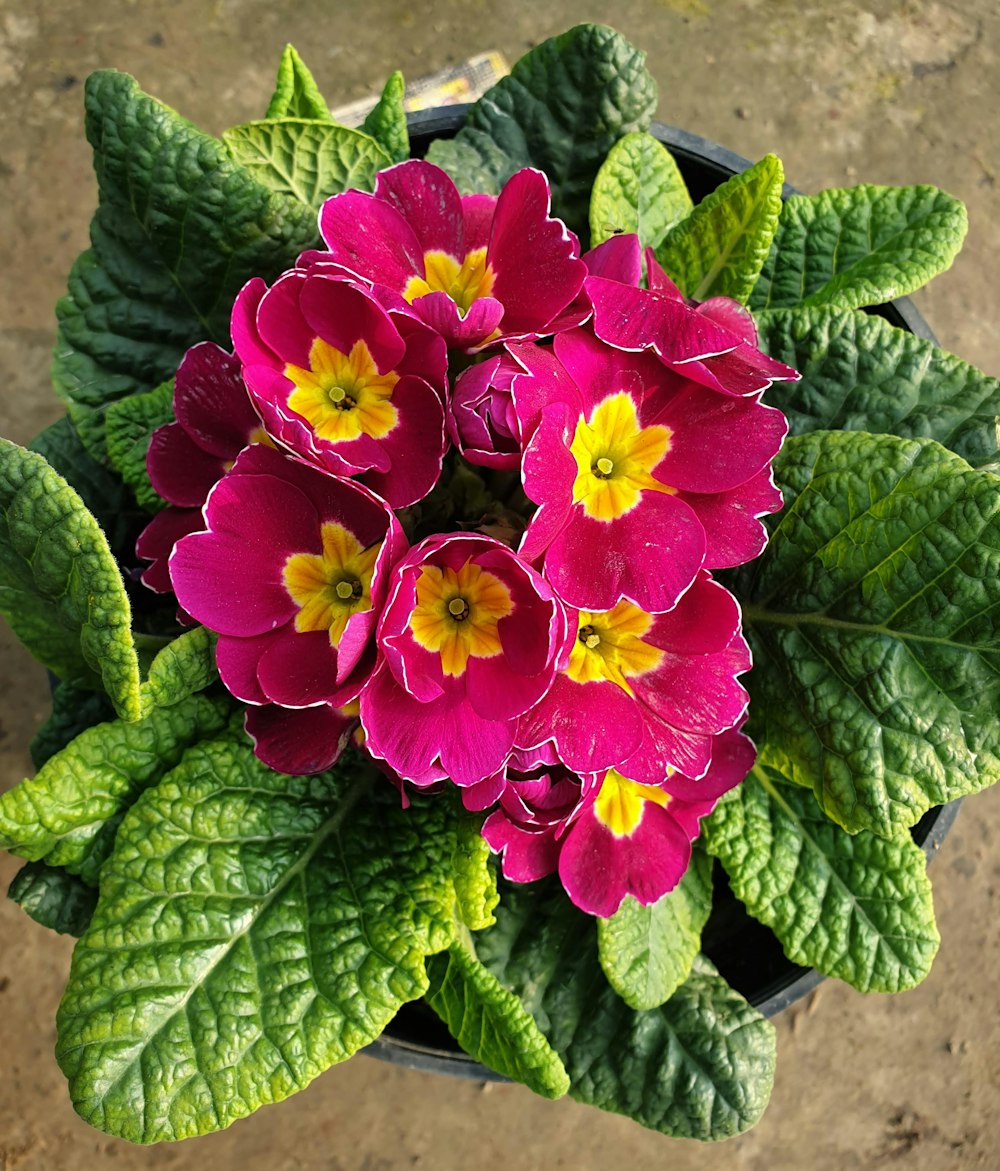 a potted plant with pink flowers and green leaves