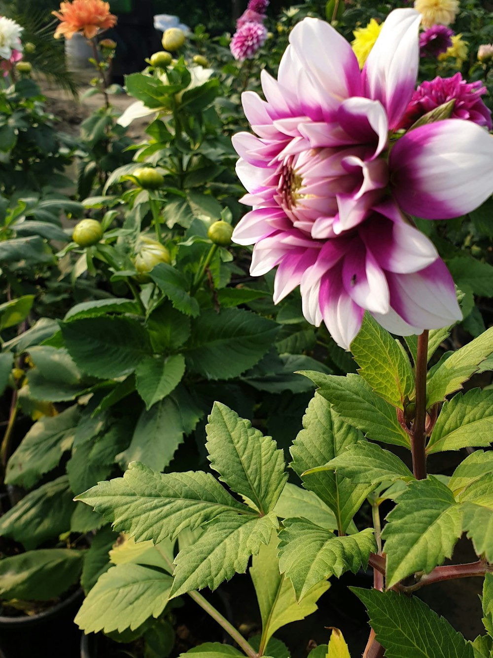 a pink and white flower in a garden