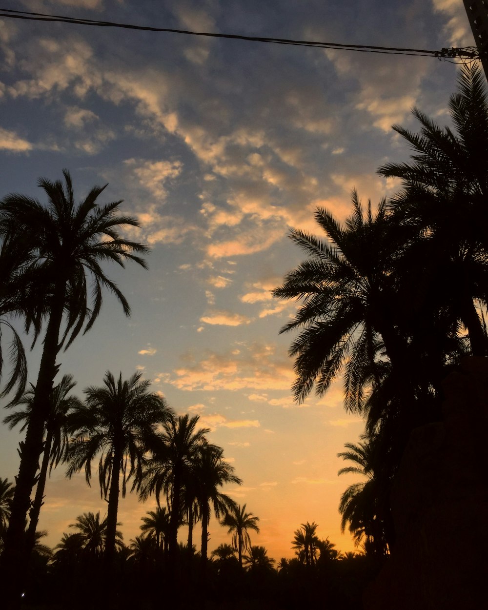 palm trees are silhouetted against a colorful sunset