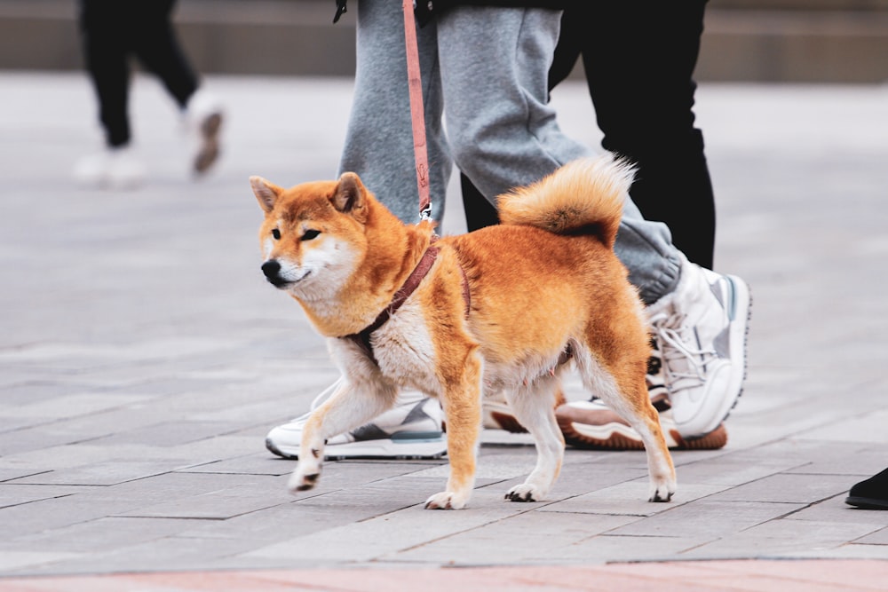 a dog on a leash being walked by a person