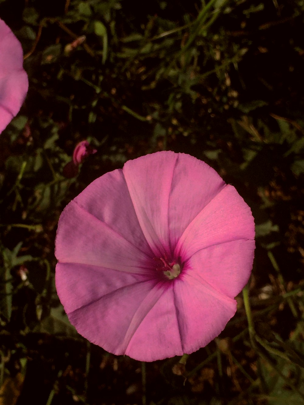 a couple of pink flowers that are in the grass