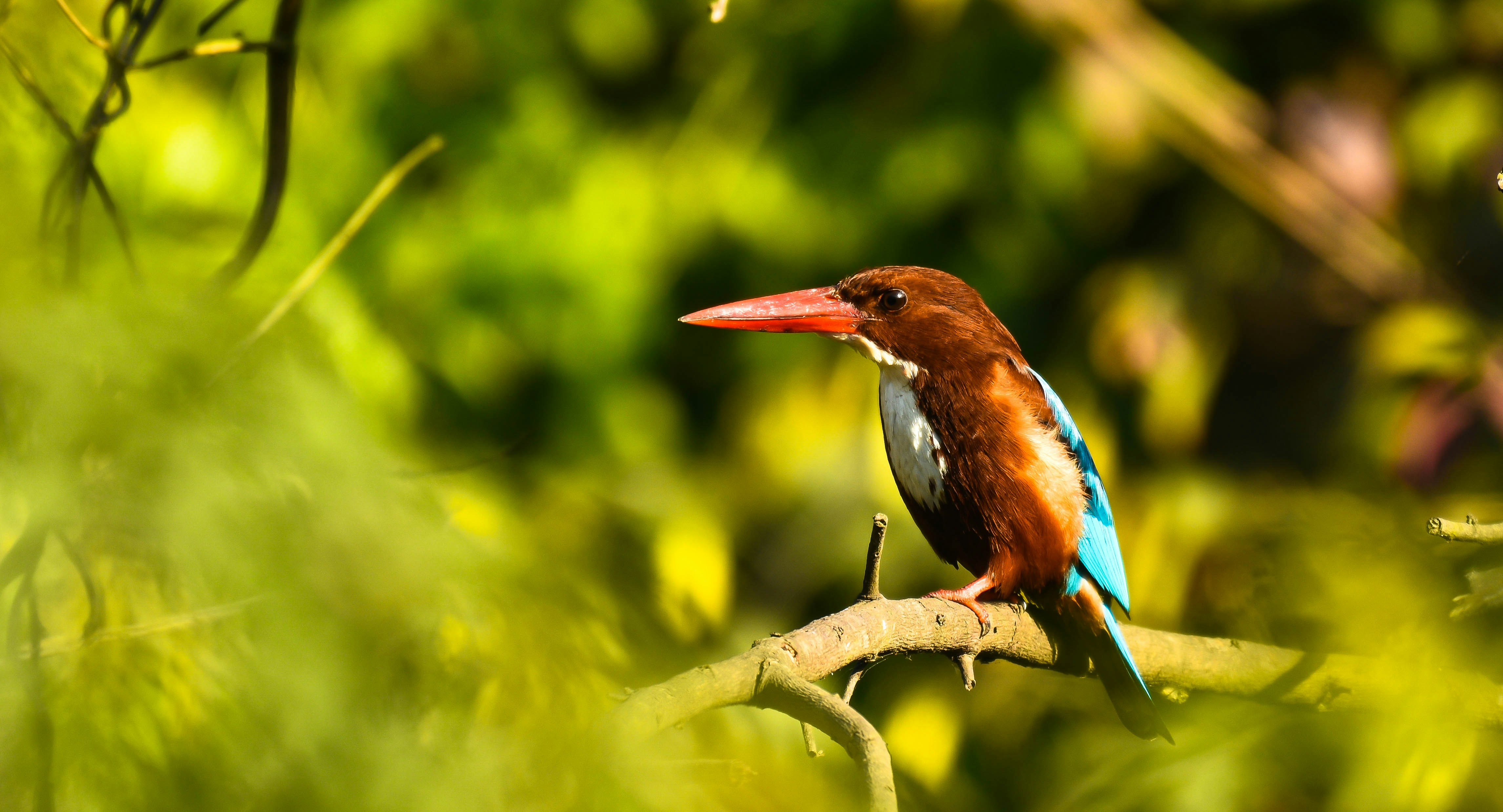 Photo by rahuldeshmukh18