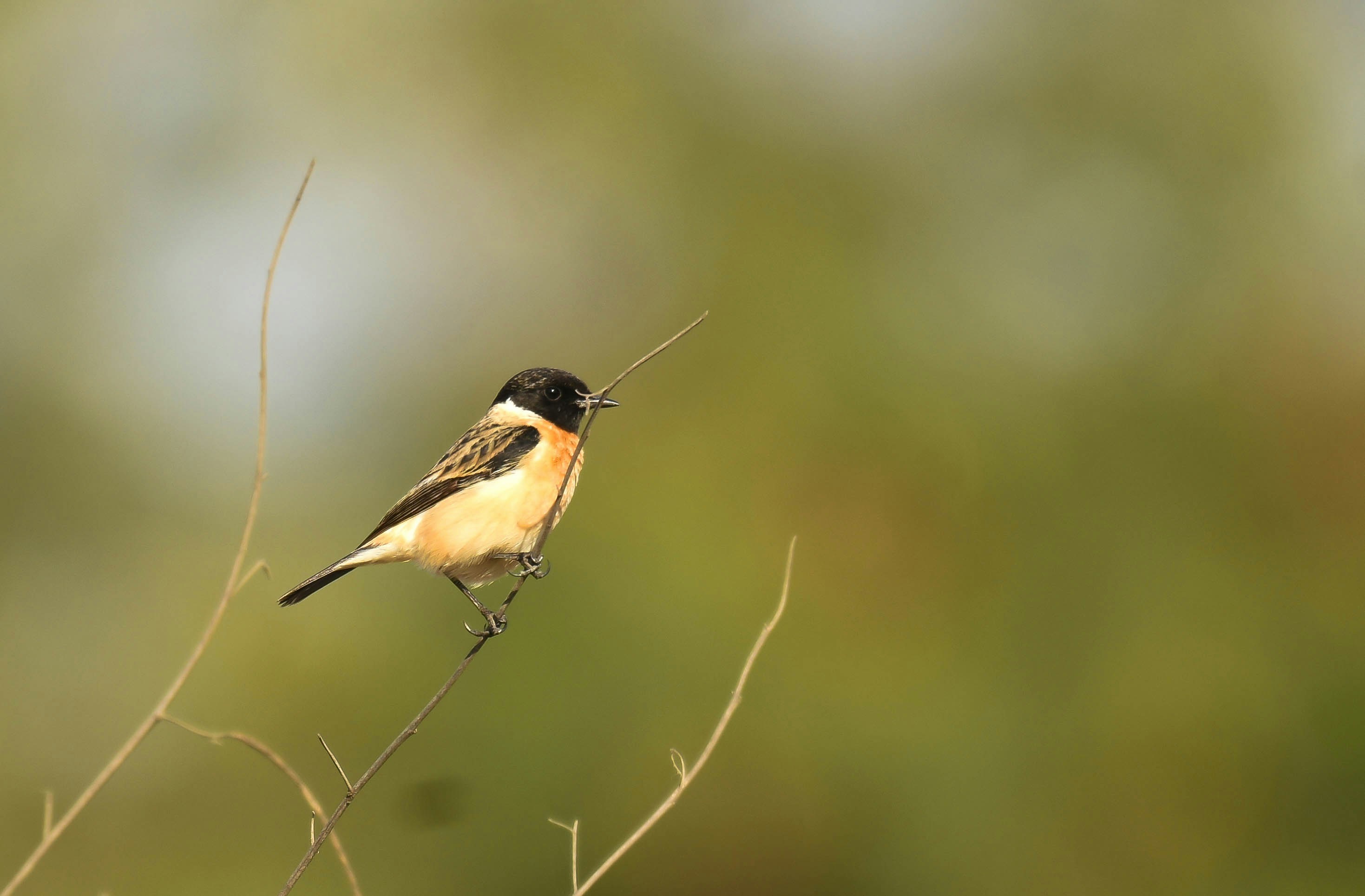 Photo by rahuldeshmukh18