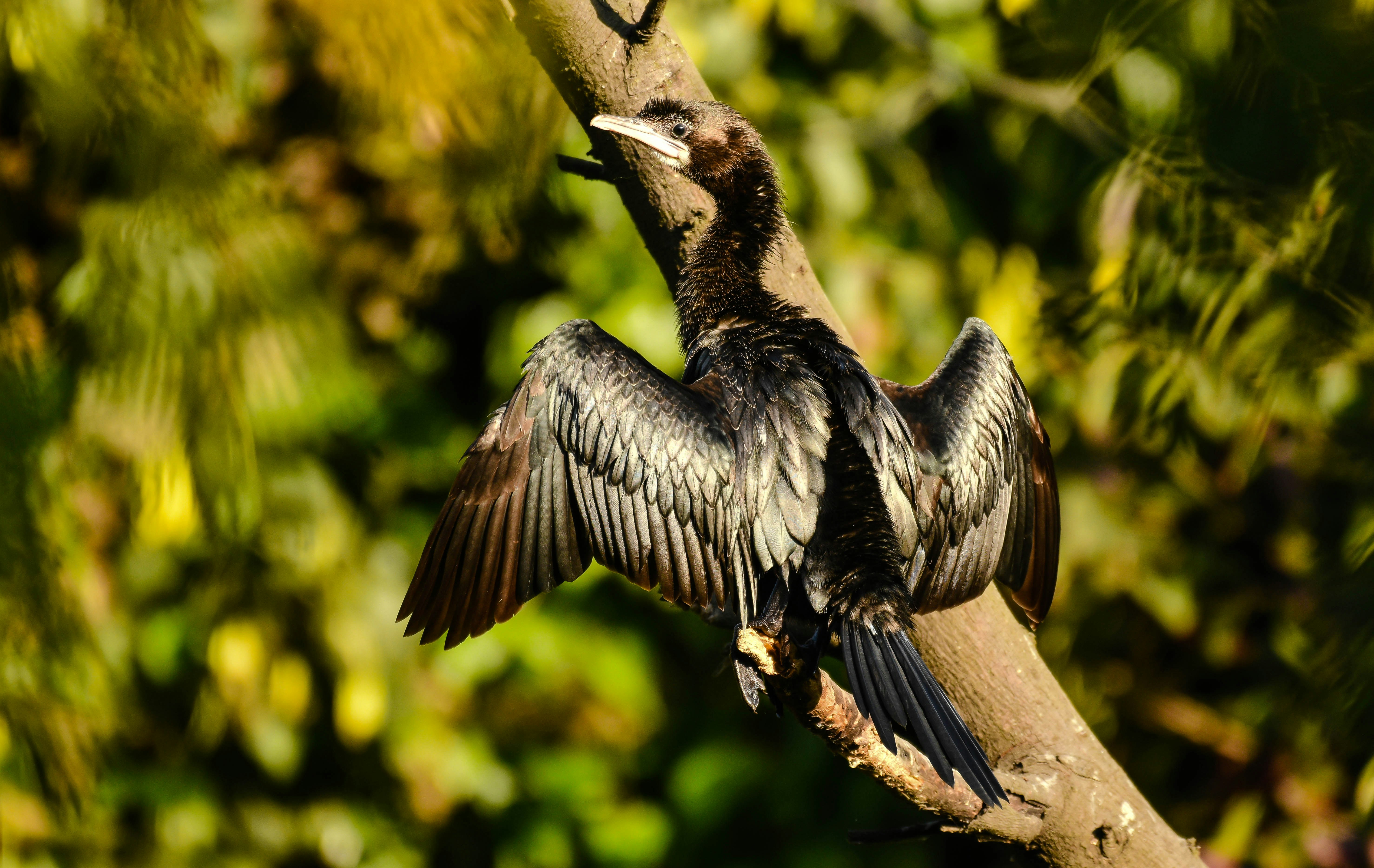 a bird sitting on top of a tree branch