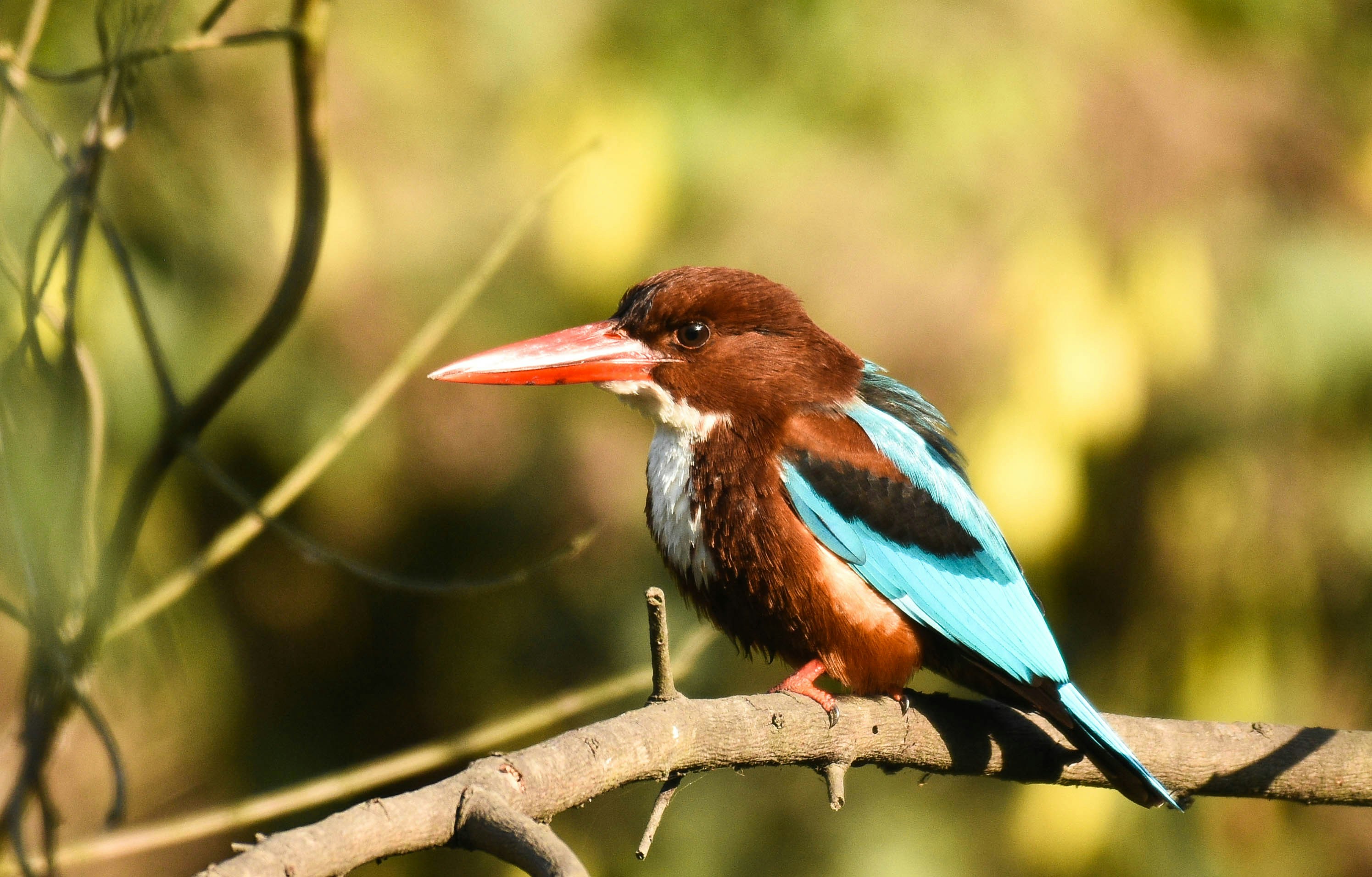 Photo by rahuldeshmukh18