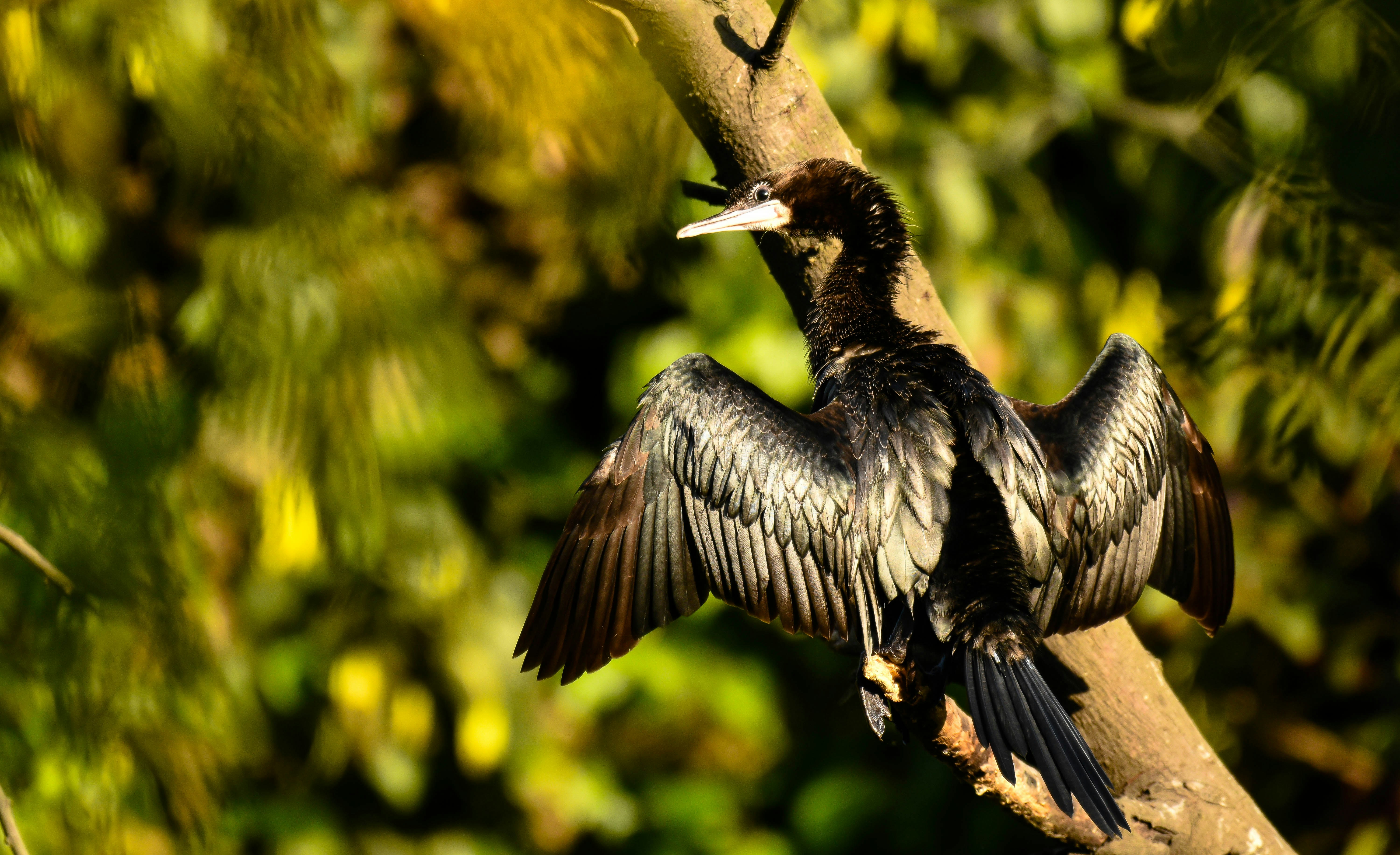 Photo by rahuldeshmukh18