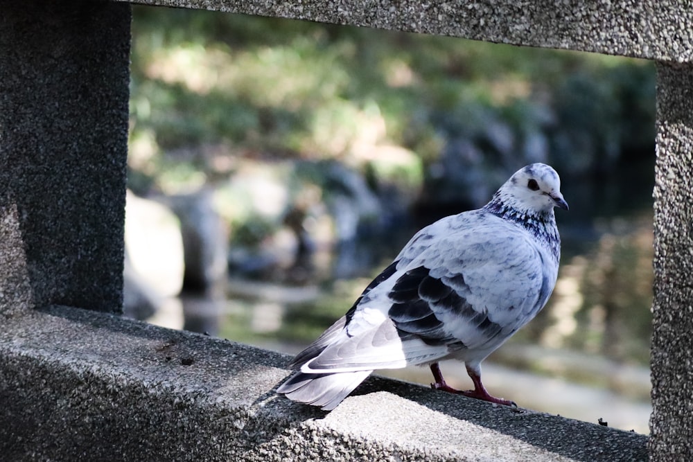 a white and black bird sitting on a ledge