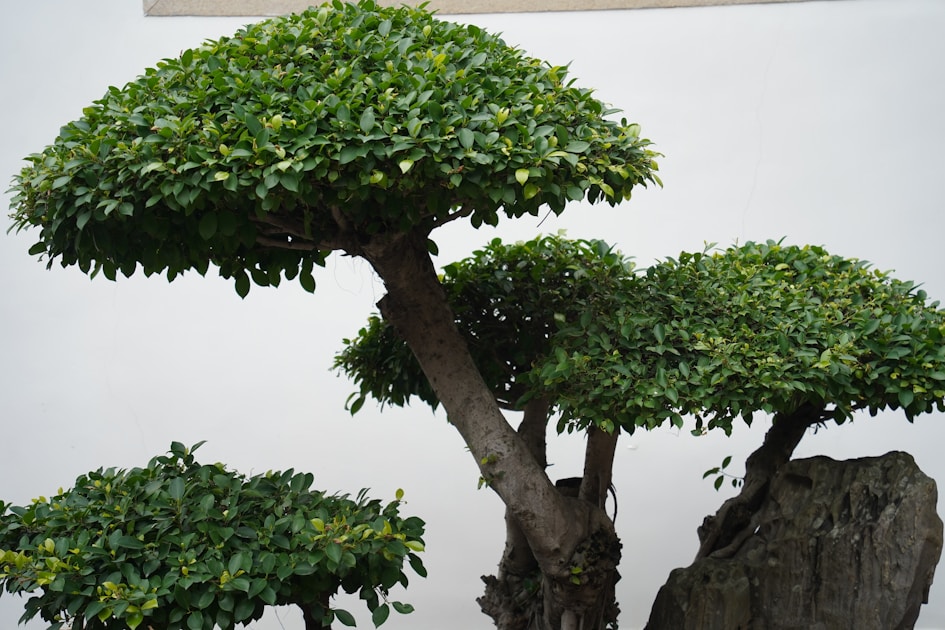 Bonsai fuer anfaenger der perfekte erste baum und seine pflege — helpful reference illustration