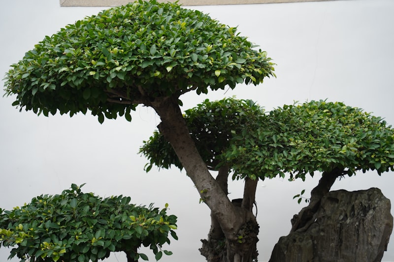 a bonsai tree in a rock garden