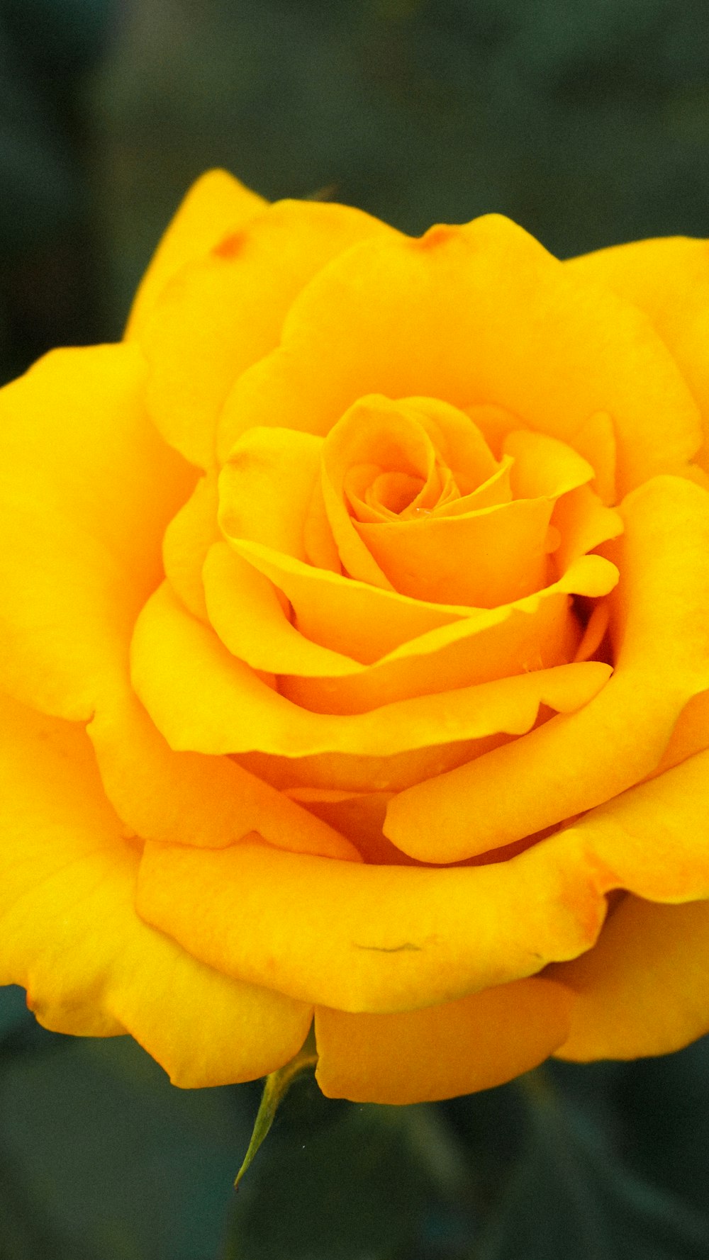 a close up of a yellow rose with a blurry background