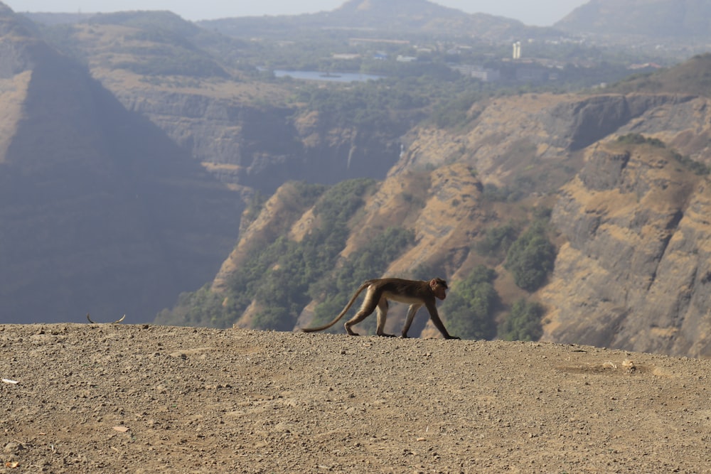 Una scimmia in piedi sulla cima di una collina sterrata
