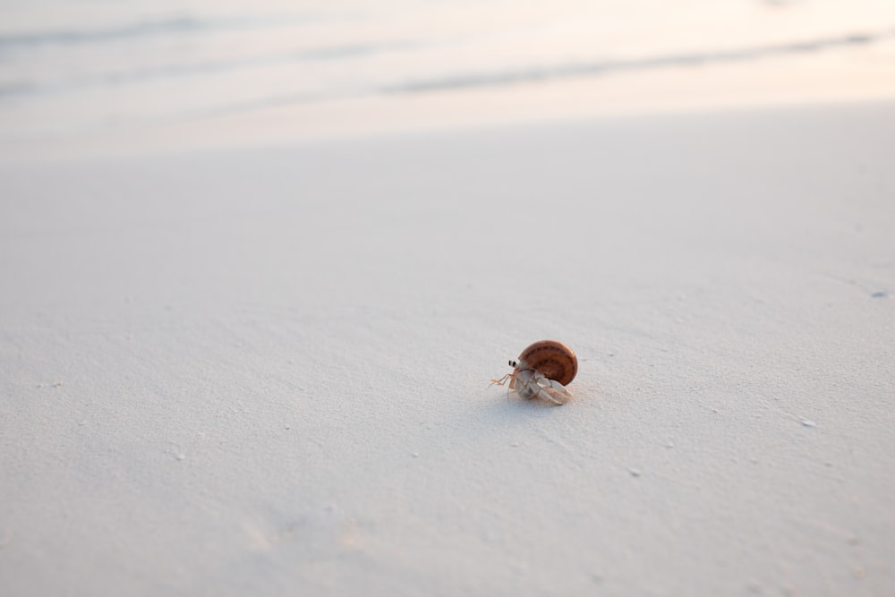 a snail crawling in the snow on a beach