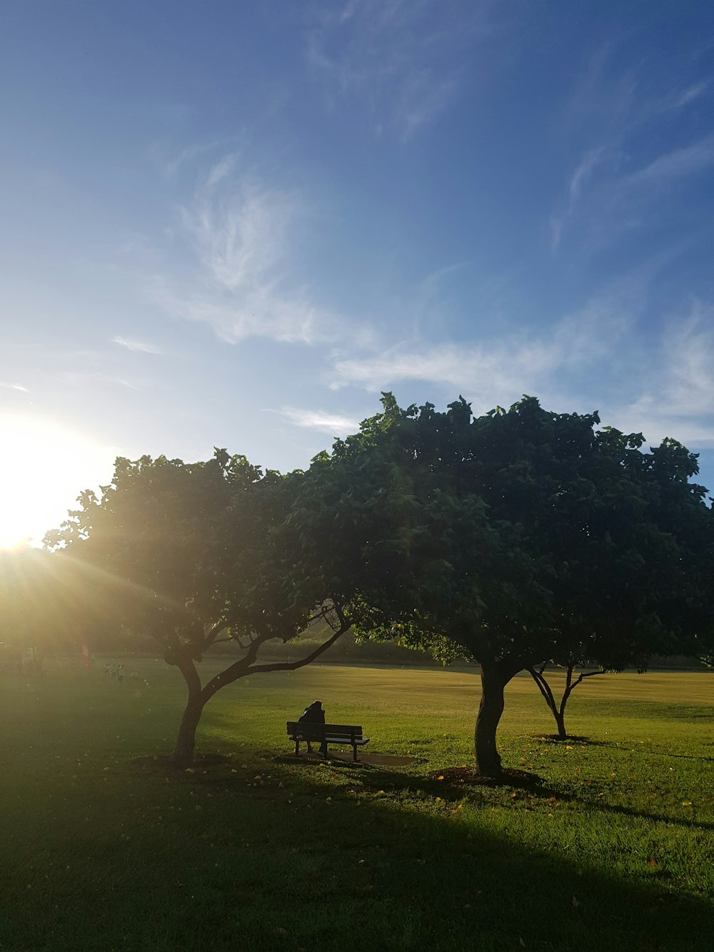 a bench under a tree in a grassy field