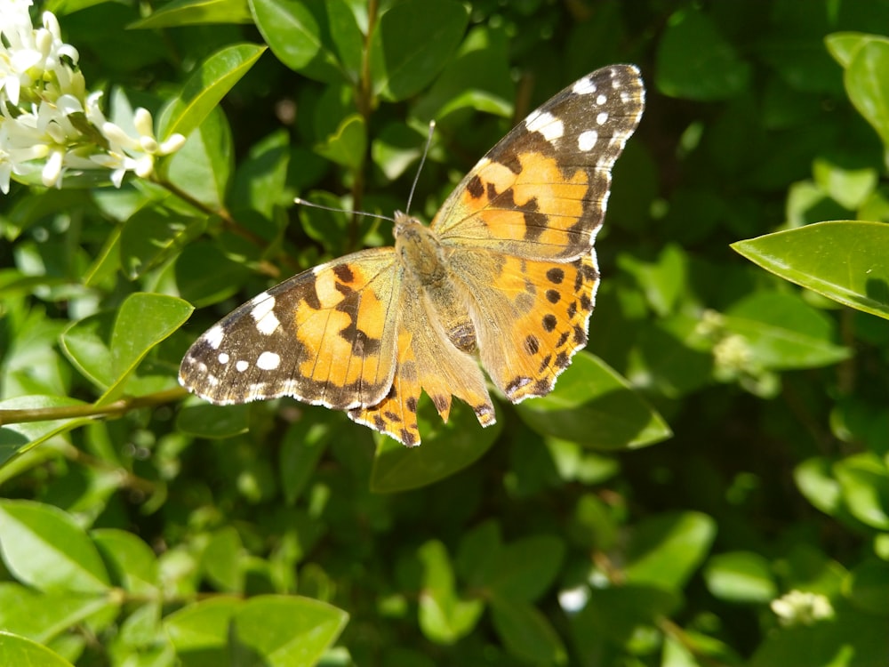 a butterfly sitting on top of a green leaf