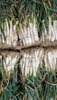 Bundles of fresh green onions with roots and stems are tied together, displaying long white stalks transitioning to dark green tops with some brown leaves.