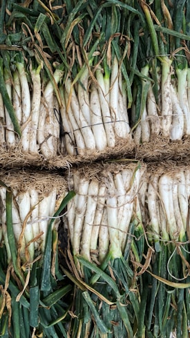 Bundles of fresh green onions with roots and stems are tied together, displaying long white stalks transitioning to dark green tops with some brown leaves.