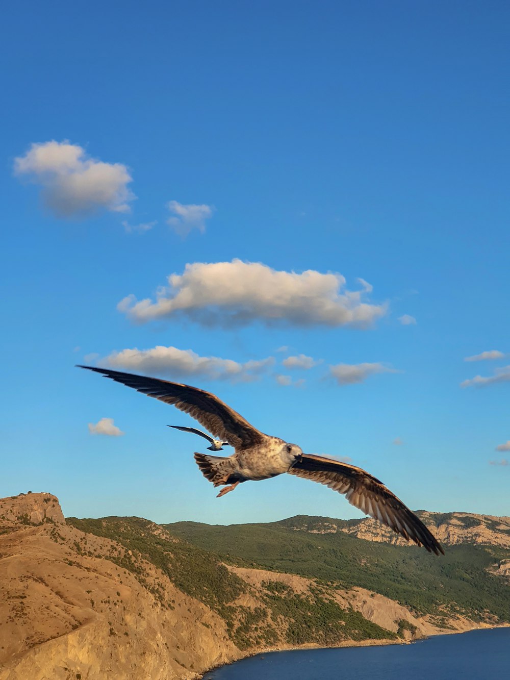 a large bird flying over a body of water