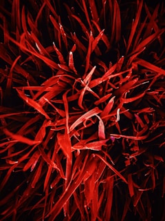 a close up of a bunch of red flowers