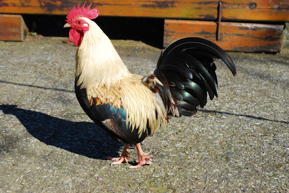 a rooster with a red head and black feathers