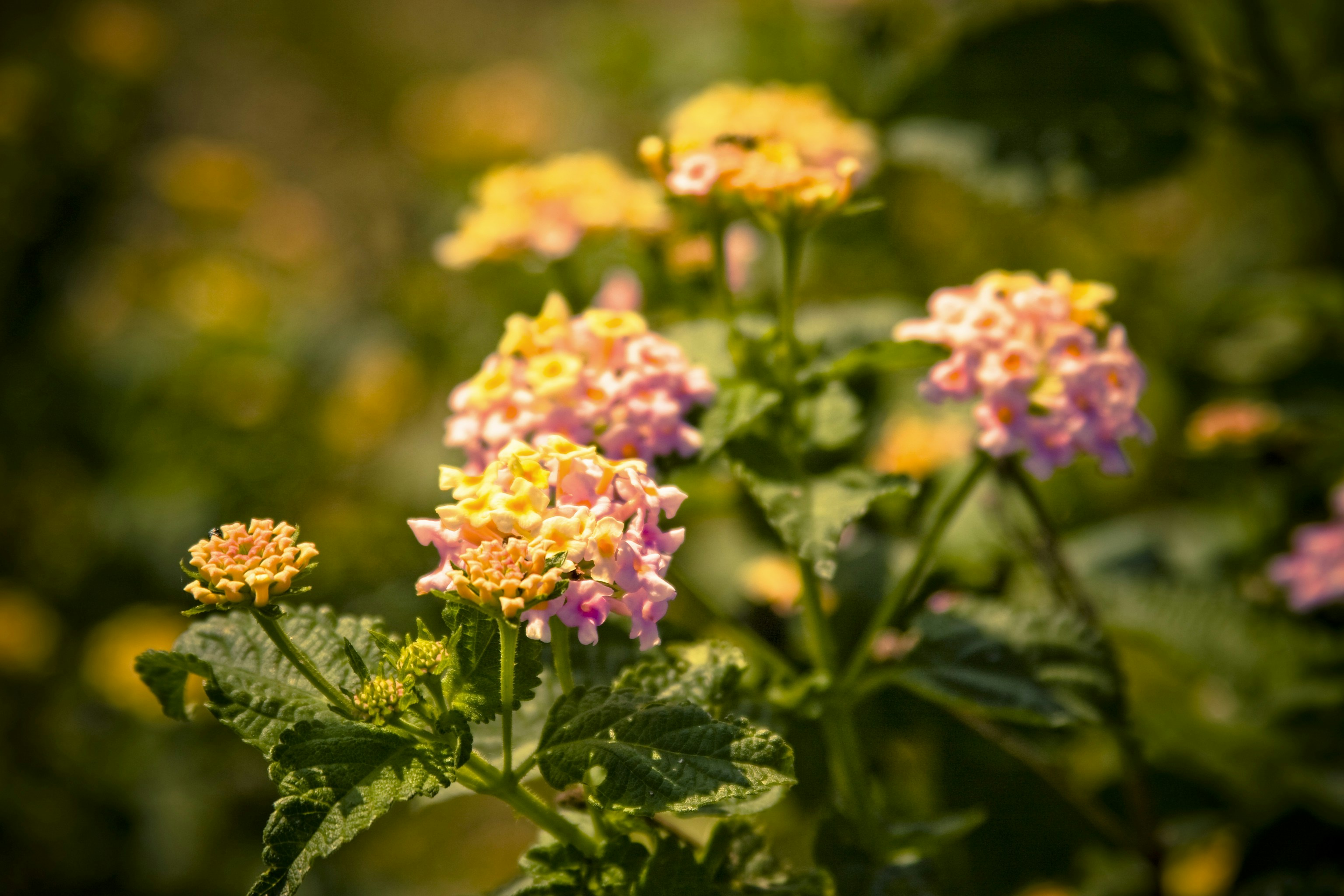 Photo by raimondklavins