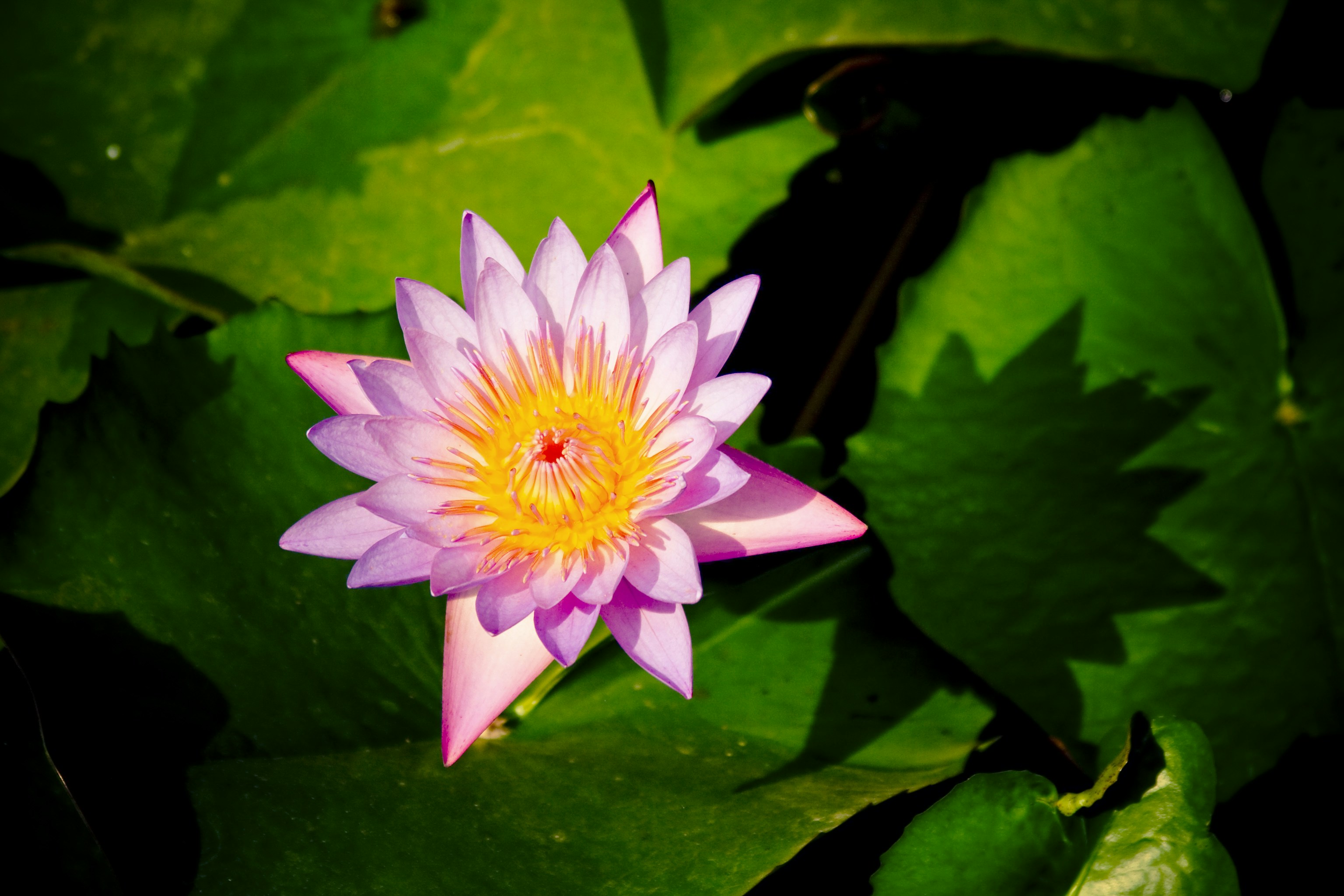 Photo by raimondklavins