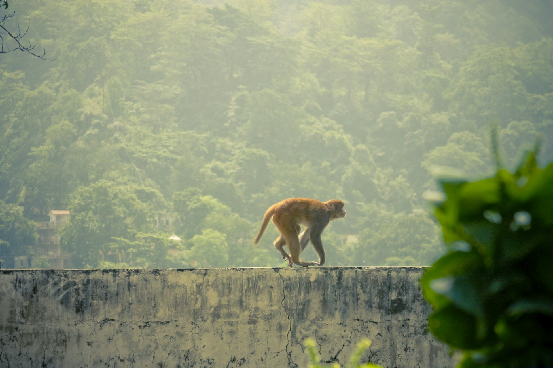 a monkey walking on a wall in front of trees