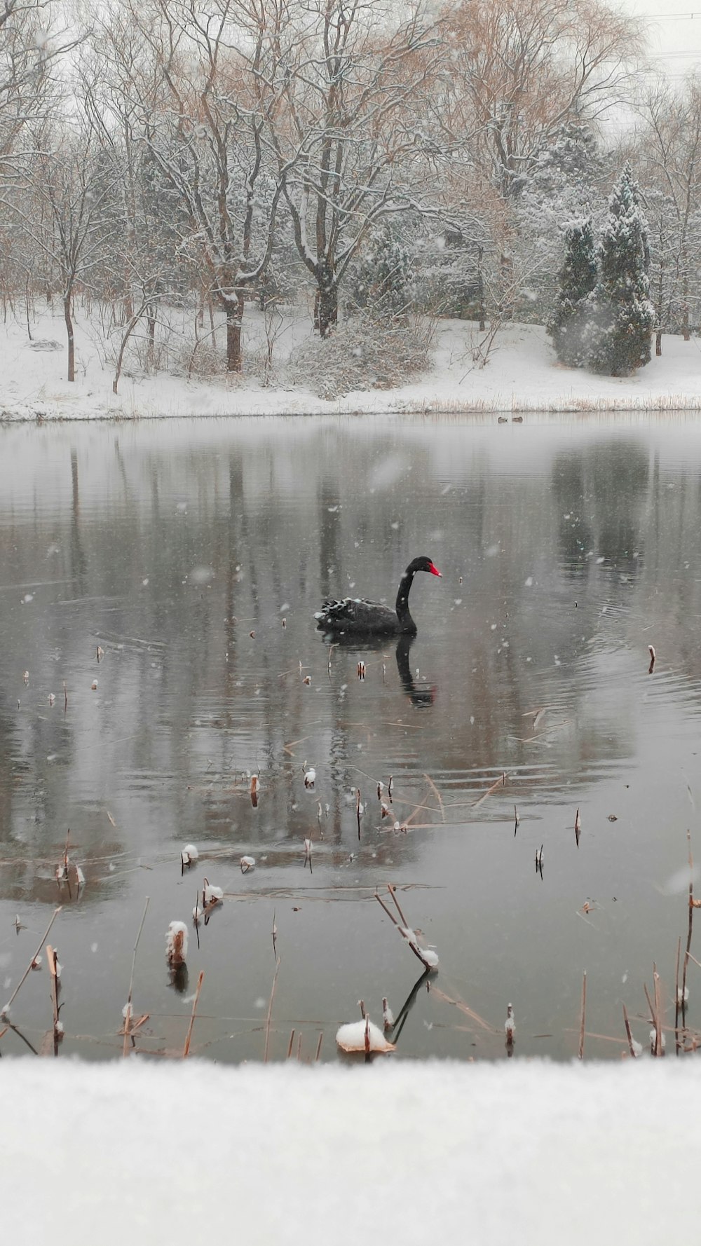 a duck is swimming in a pond in the snow