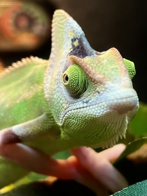 A close-up of a colorful chameleon blending into green leaves.