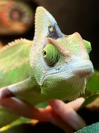 A close-up of a vibrant, textured chameleon with striking green and yellow hues. The chameleon is perched among green leaves, showcasing its intricate skin patterns and distinctive eyes.
