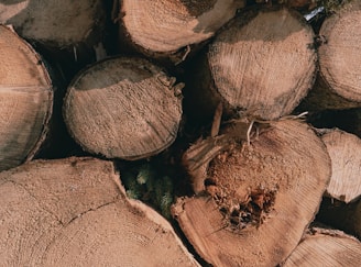 Circular cross-sections of cut logs stacked together, displaying intricate rings and textures of the wood. The logs vary in size and are closely packed, highlighting their natural, coarse surfaces.