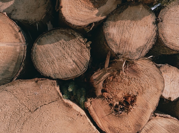 Circular cross-sections of cut logs stacked together, displaying intricate rings and textures of the wood. The logs vary in size and are closely packed, highlighting their natural, coarse surfaces.