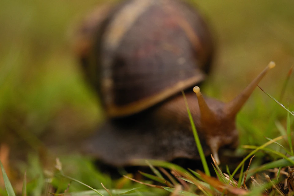 The image shows a close-up view of a snail making its way across a grassy field. The snail, with its brown shell adorned with white stripes on top and bottom, is moving towards the right side of the frame. The background is a blurred green landscape that provides context to the snail's natural habitat.