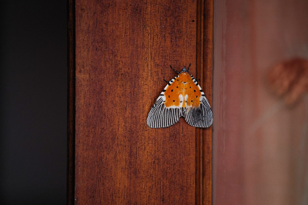 蛾が木製のドアに座っている