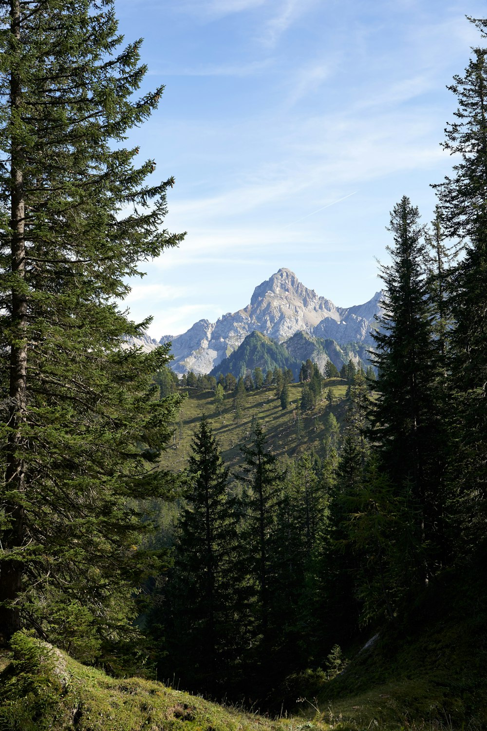 a view of a mountain with trees in the foreground