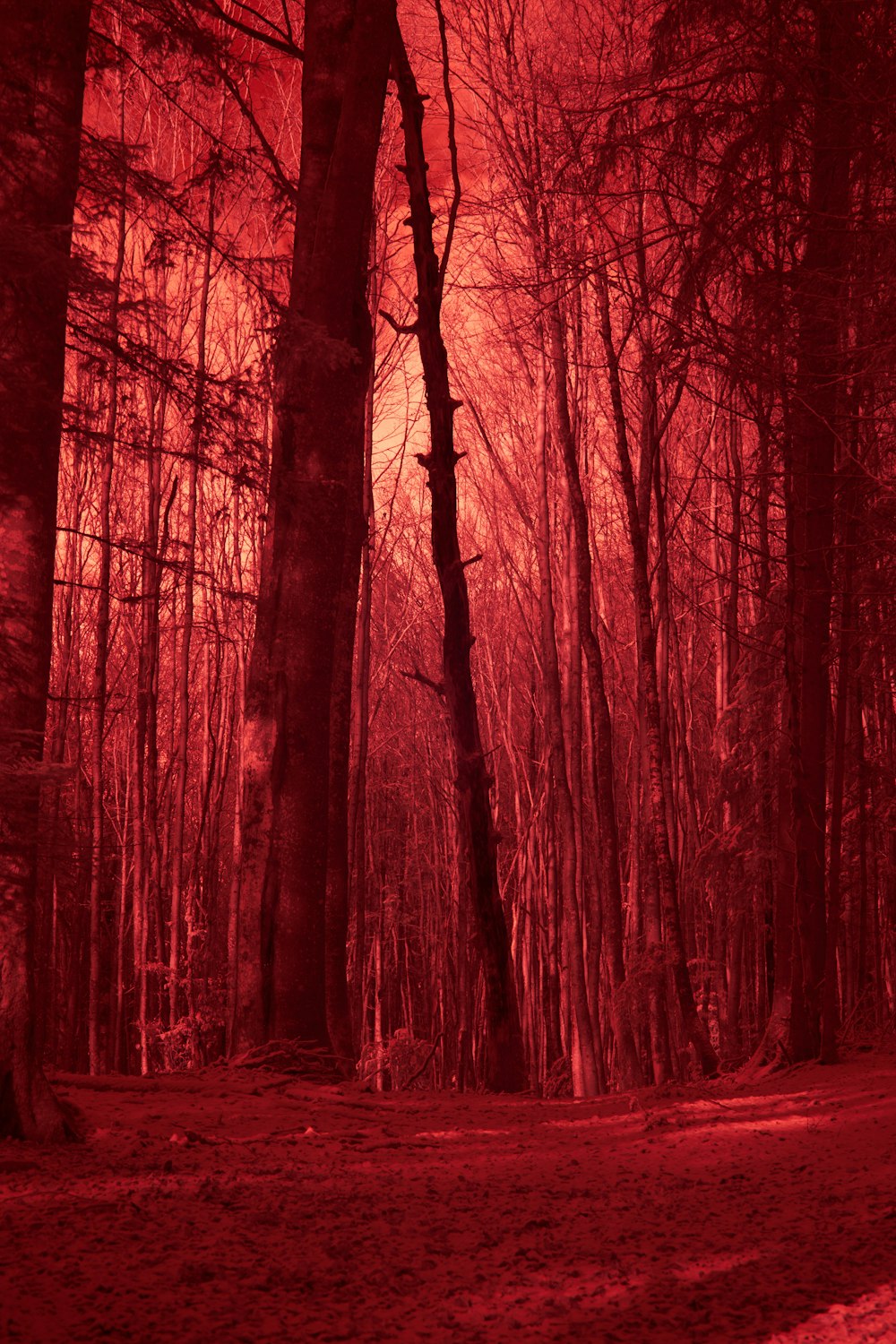 a red infrared image of trees in a forest