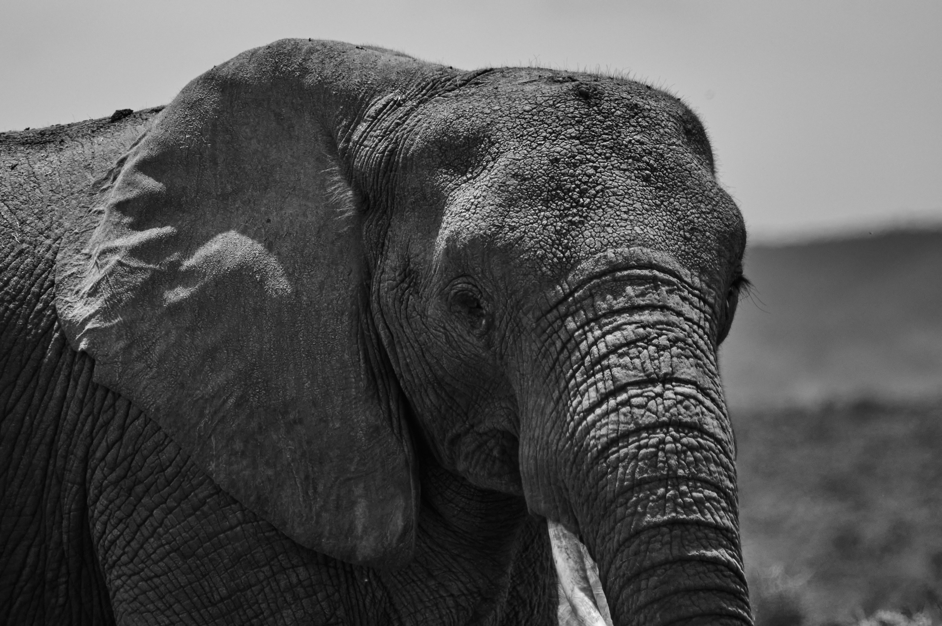 Photo by wolfgang_hasselmann