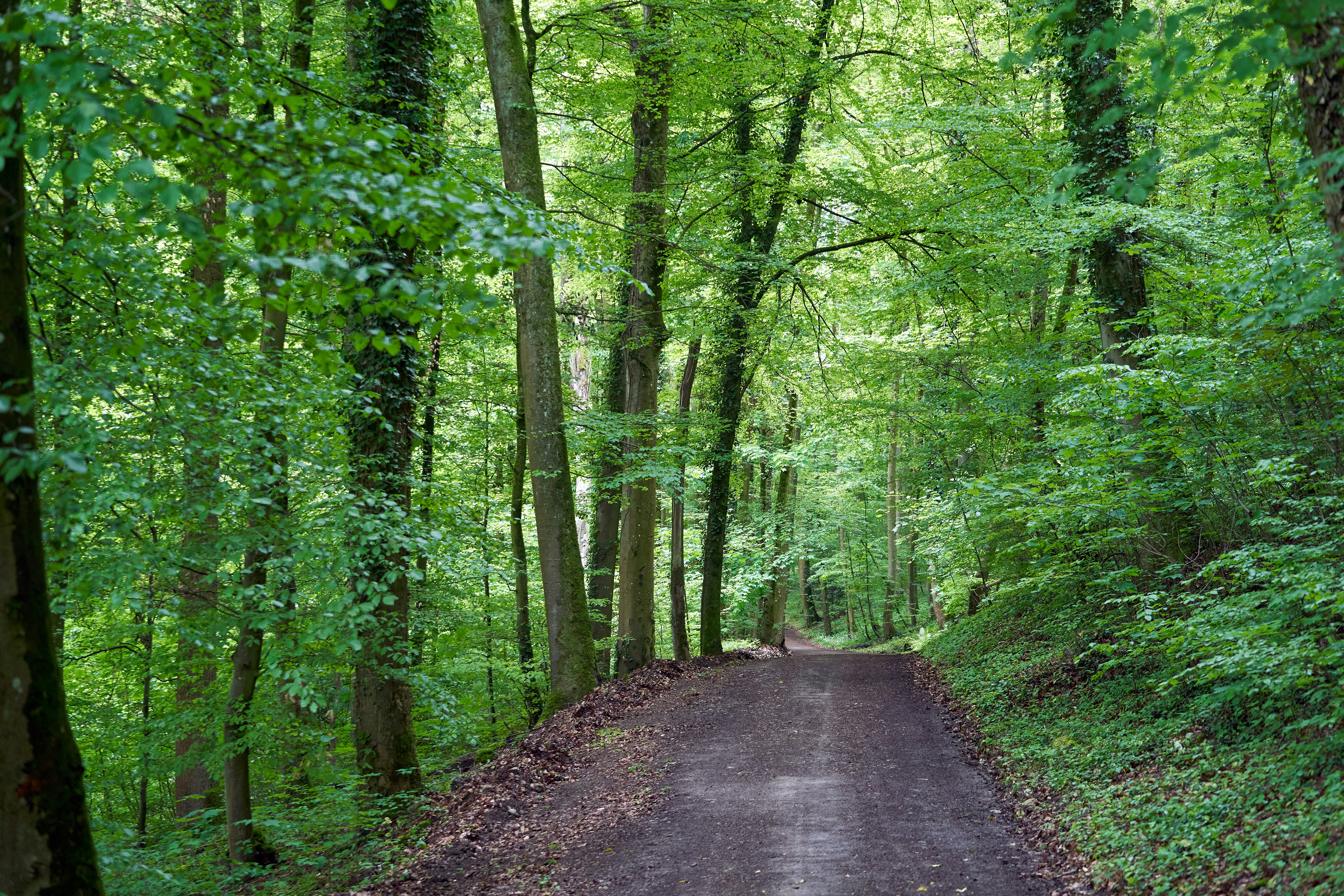 Photo by wolfgang_hasselmann