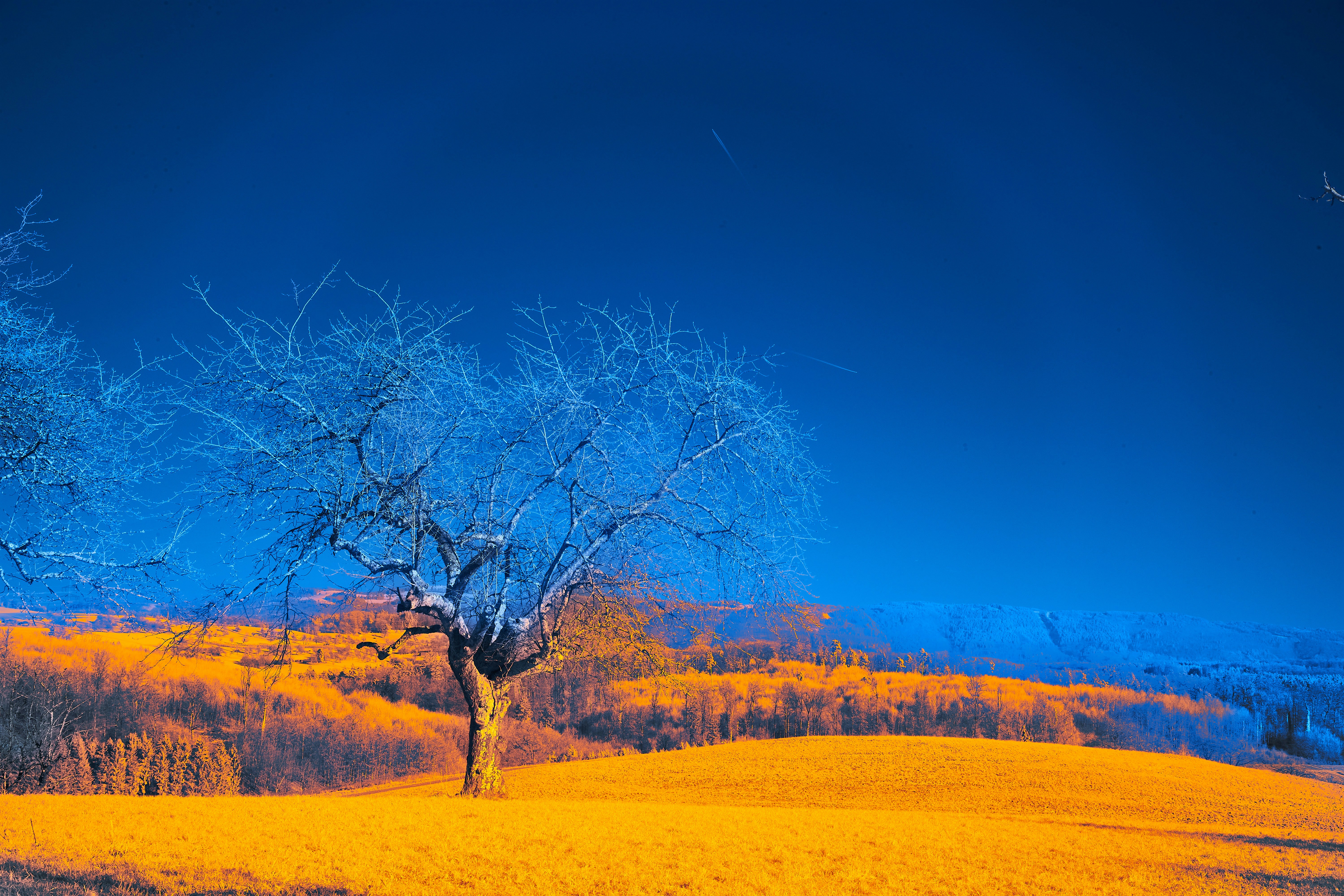 Photo by wolfgang_hasselmann