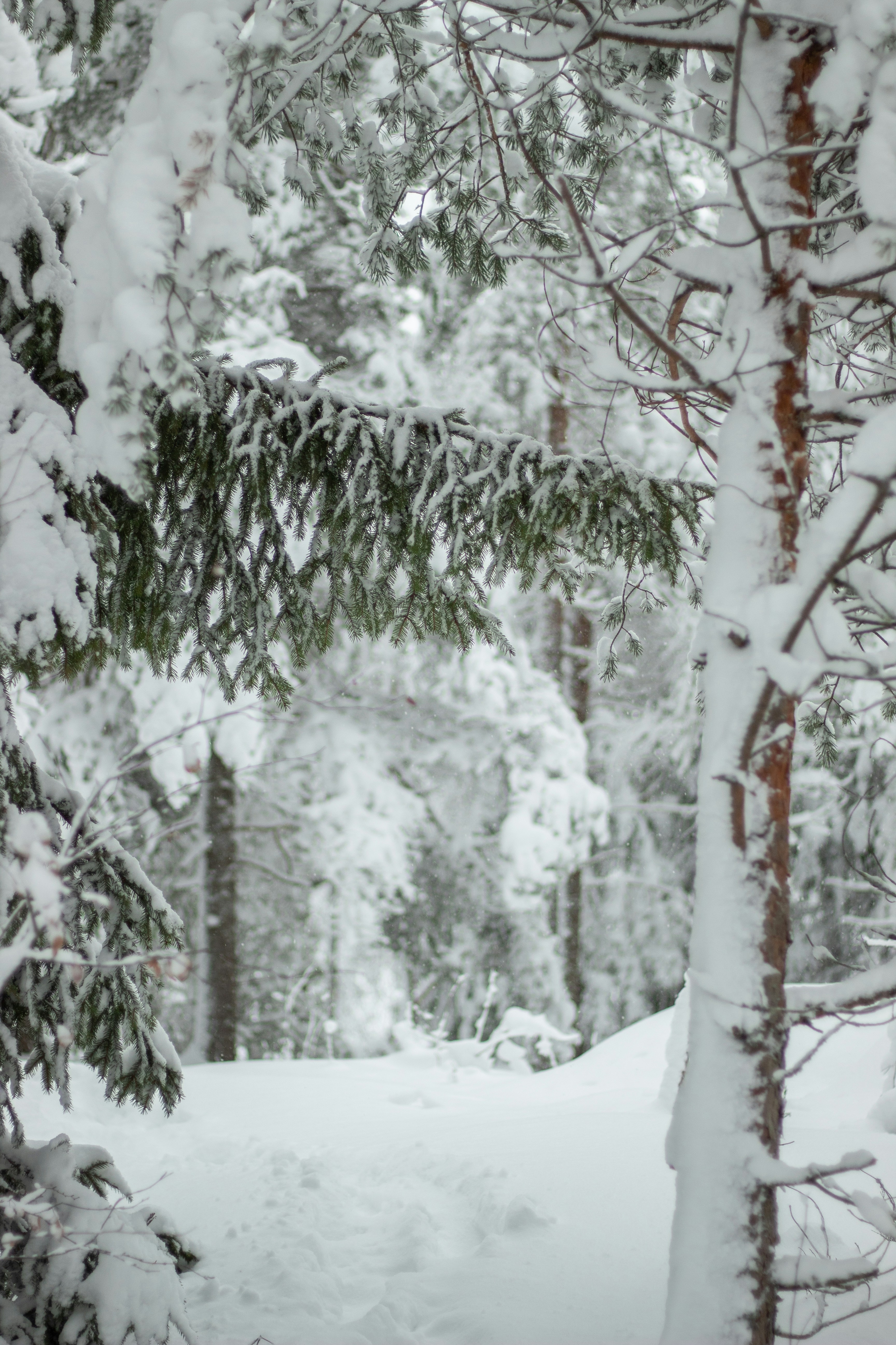 Photo by ellakuuselaphotography