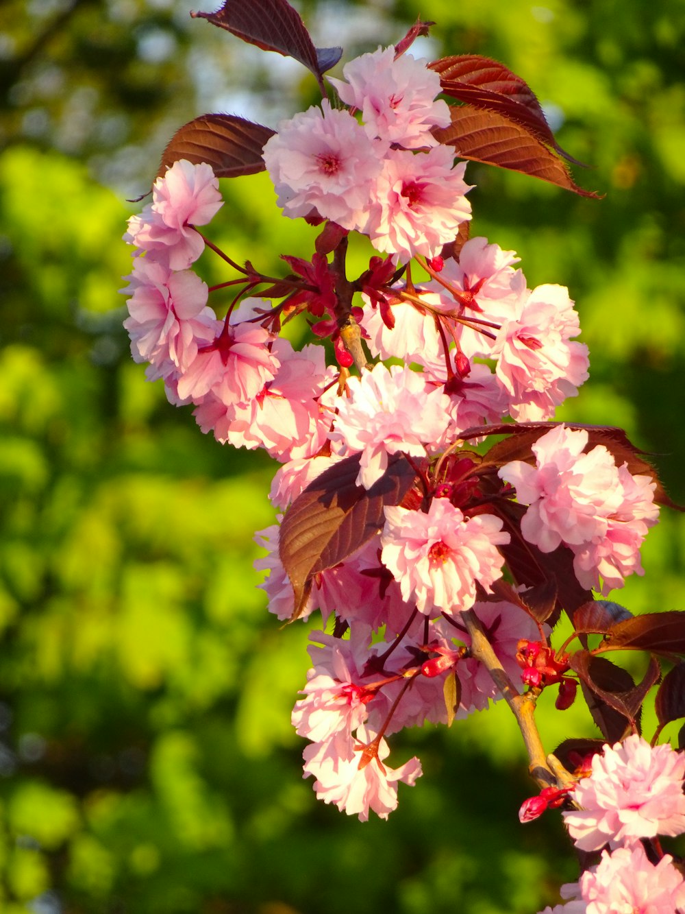 pink flowers are blooming on a tree branch