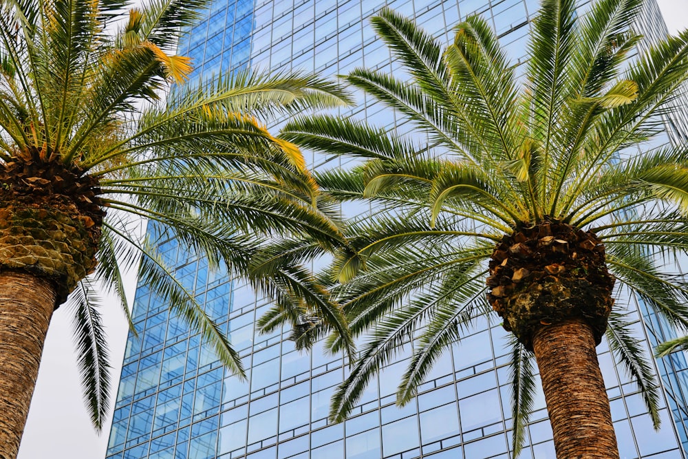 a couple of palm trees in front of a tall building