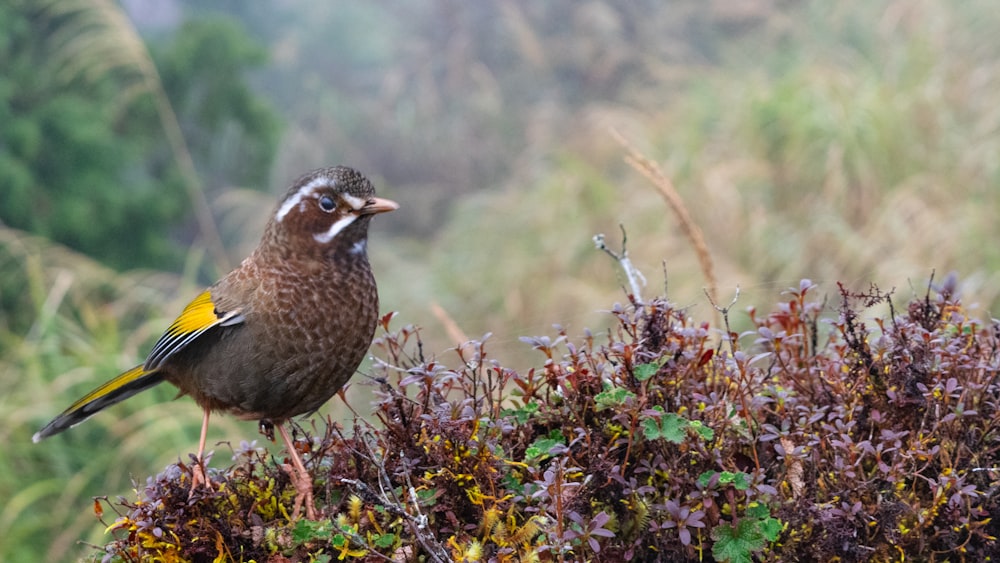 Un pequeño pájaro encaramado en la cima de un arbusto